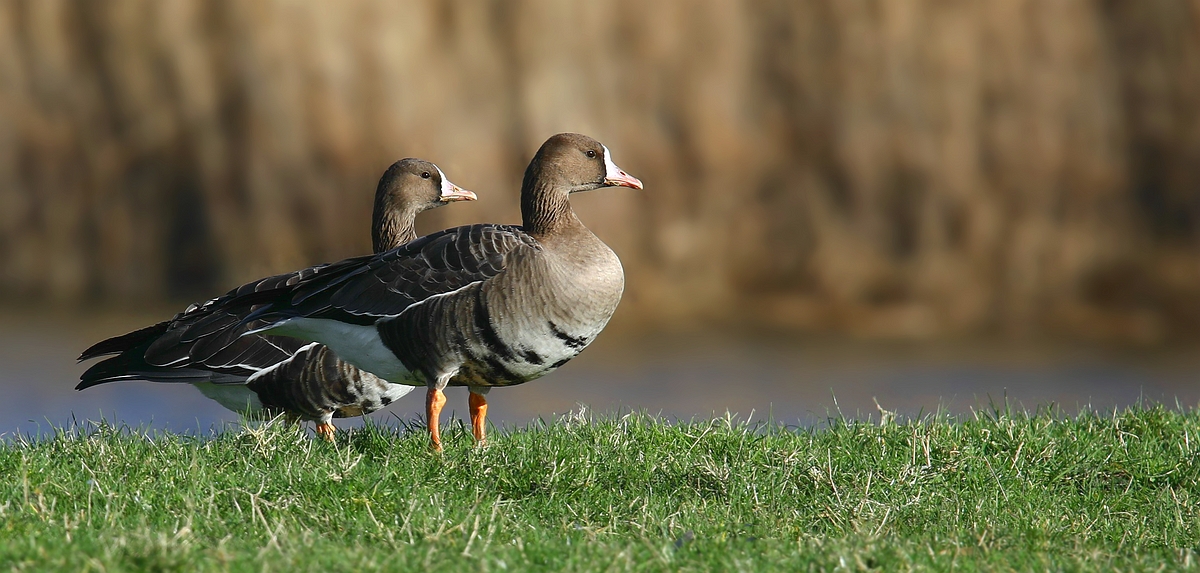 Greater White-fronted Geese 