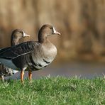 Greater White-fronted Geese 