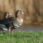 Greater White-fronted Geese 