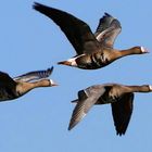 Greater White-fronted Geese