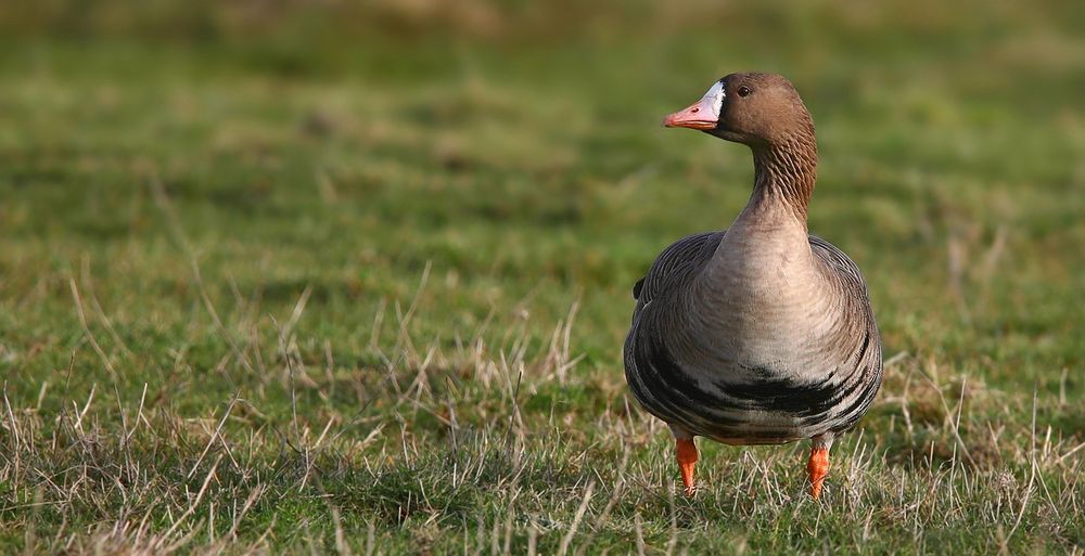 Greater White-fronted Goose