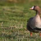 Greater White-fronted Goose