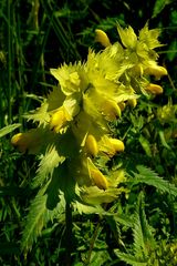 Greater Yellow Rattle