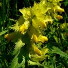 Greater Yellow Rattle