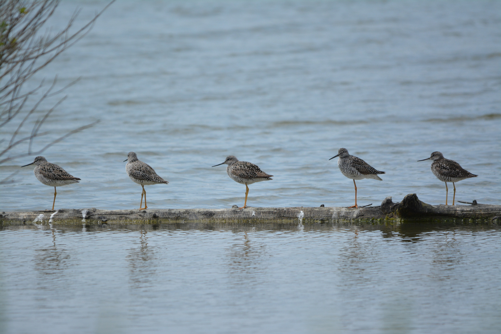 Greater Yellowlegs