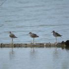 Greater Yellowlegs