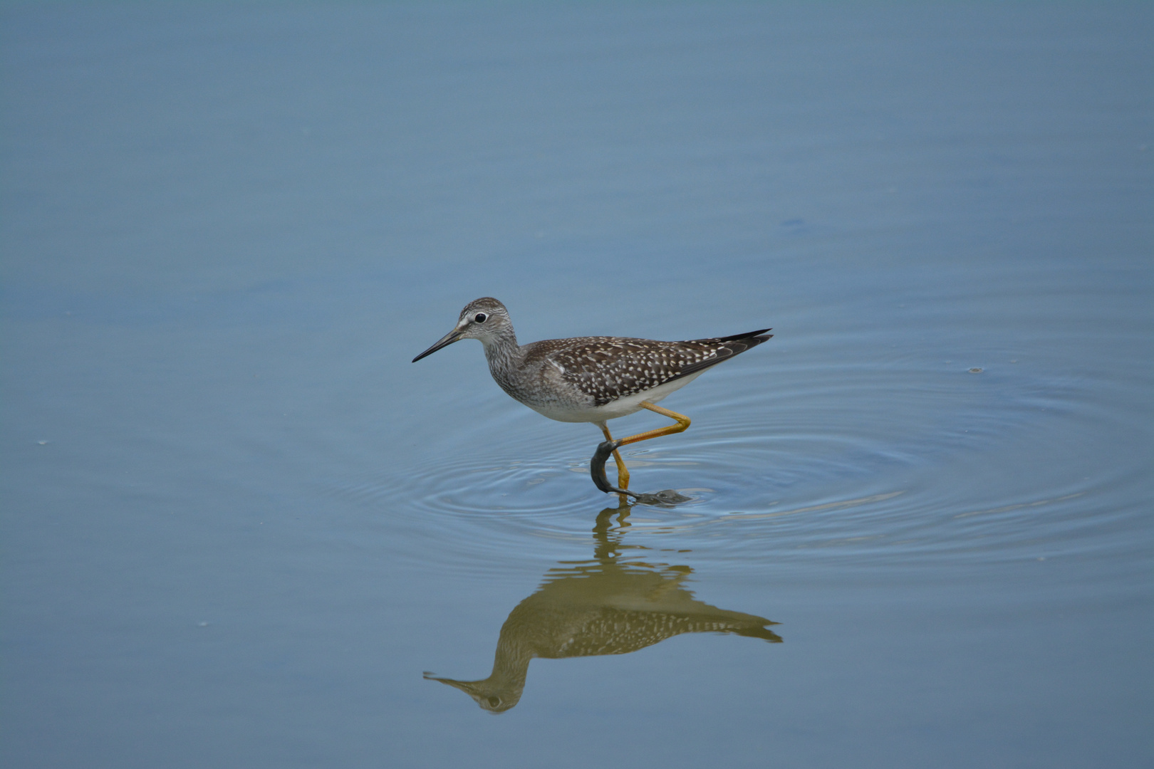 Greater Yellowlegs I