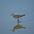 Greater Yellowlegs I