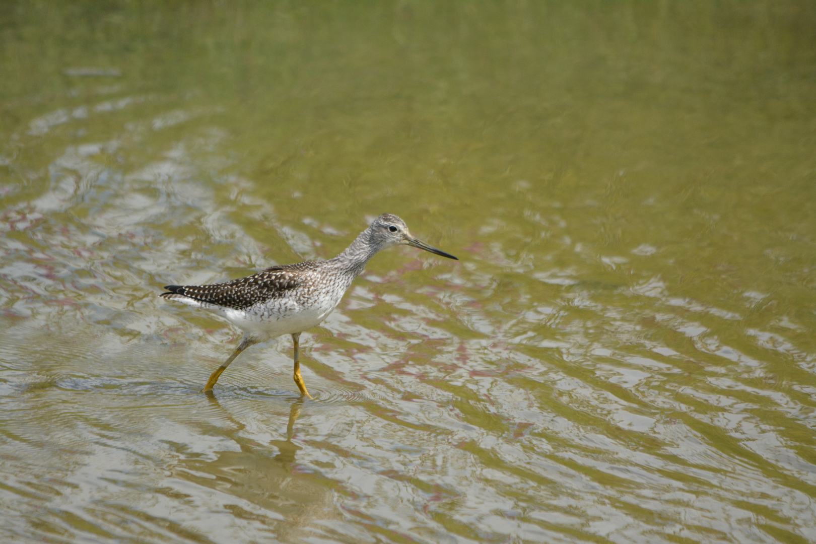 Greater Yellowlegs II