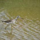 Greater Yellowlegs II