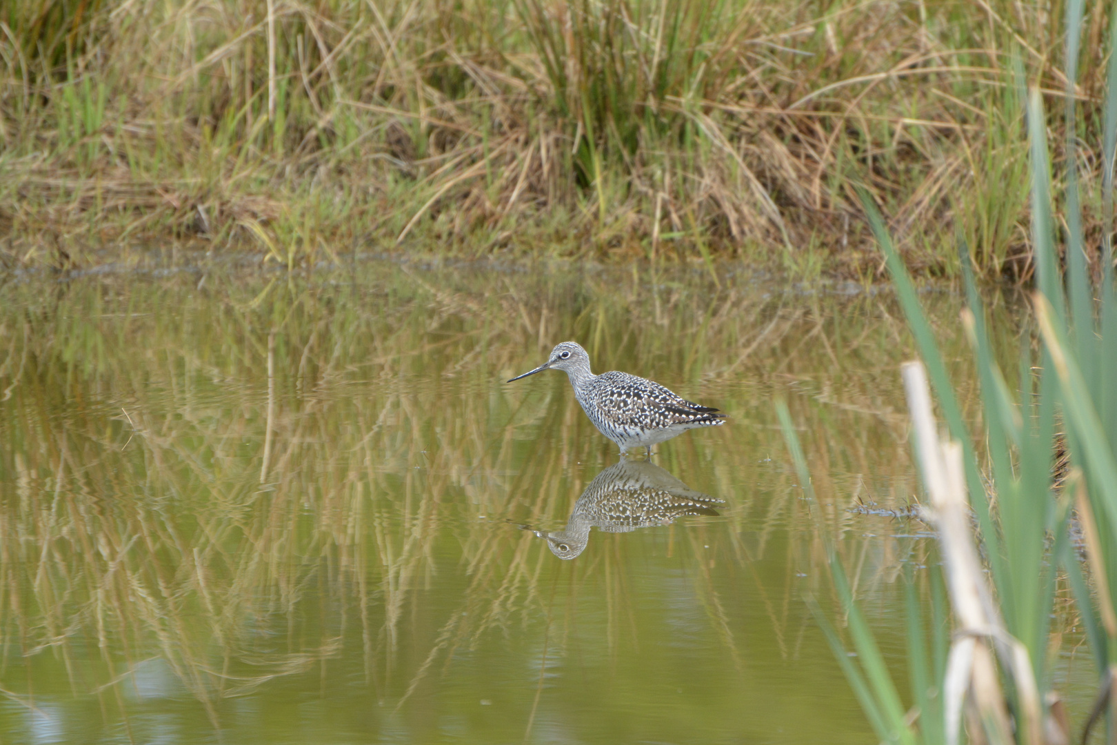 Greater Yellowlegs II