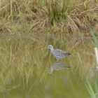 Greater Yellowlegs II