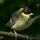 Greattit