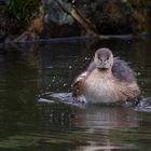 Grebe