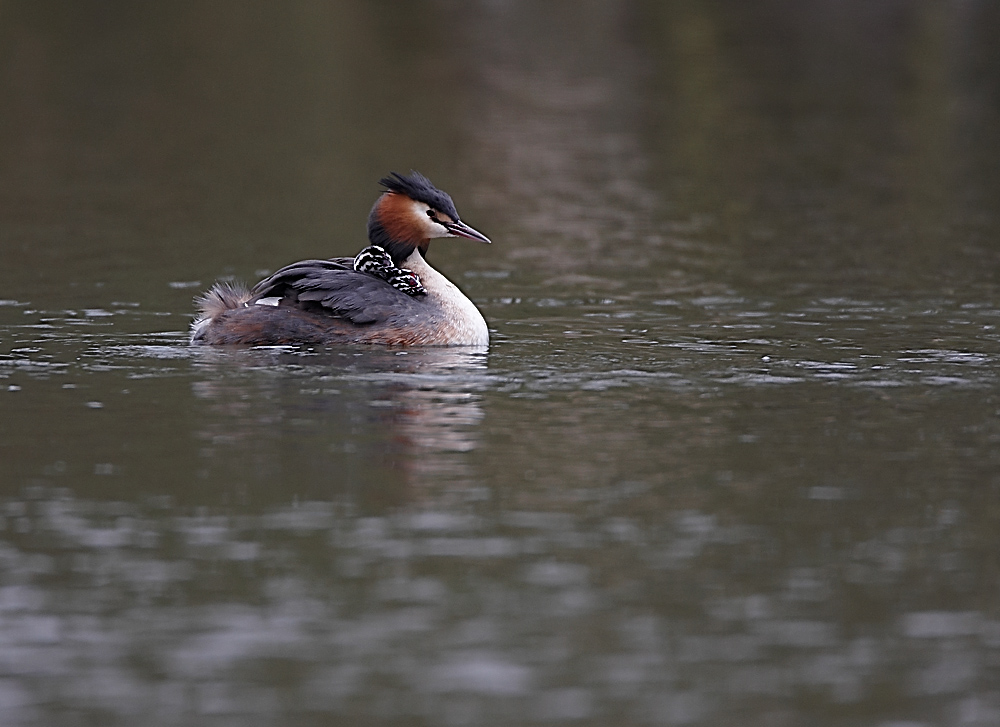 Grebe avec les deux petits :)