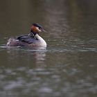 Grebe avec les deux petits :)