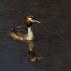 GREBE