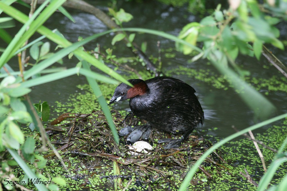 Grebe Castagneu