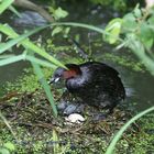 Grebe Castagneu