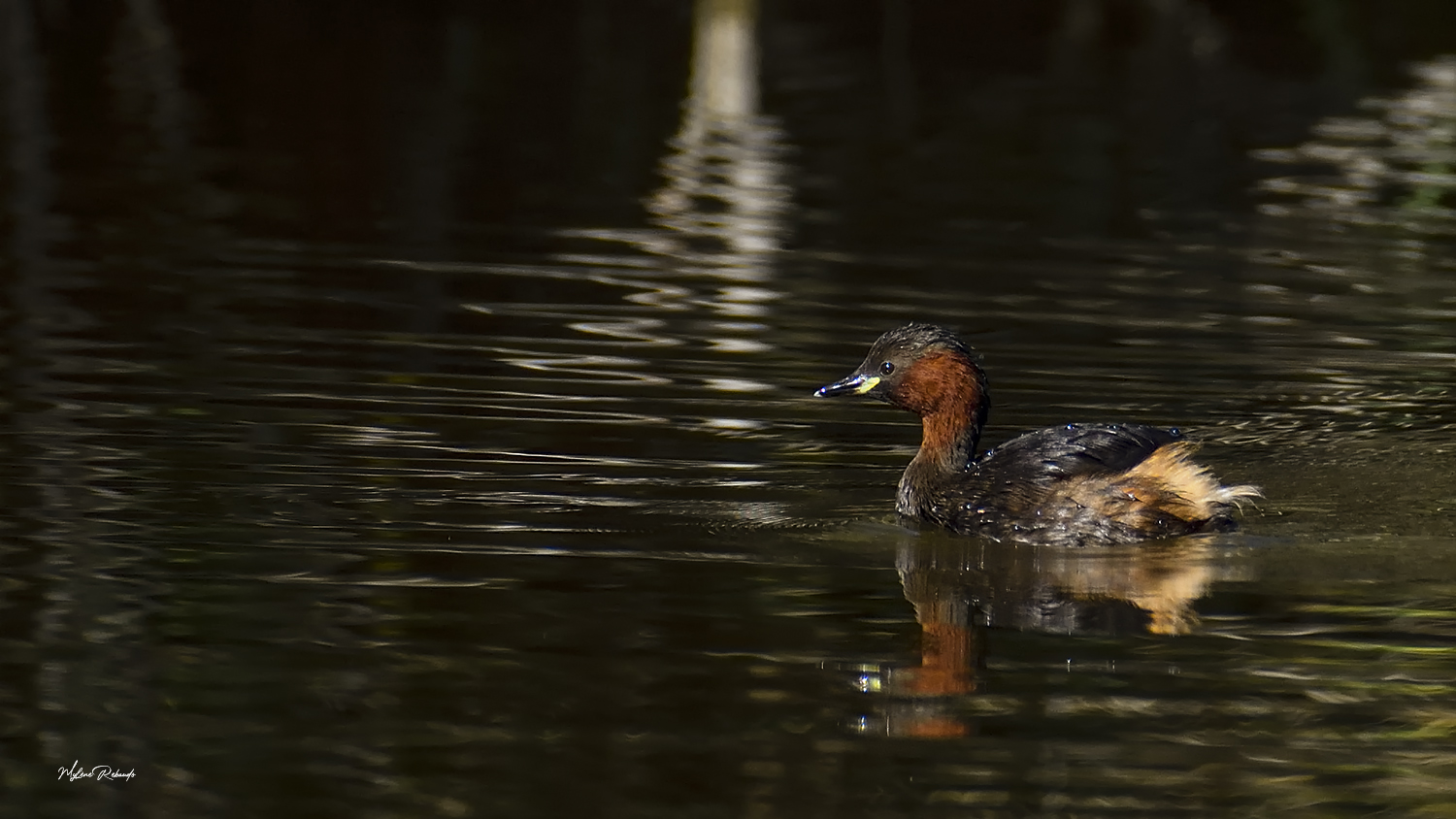 Grebe castagneux