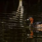 Grebe castagneux