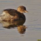 grebe castagneux