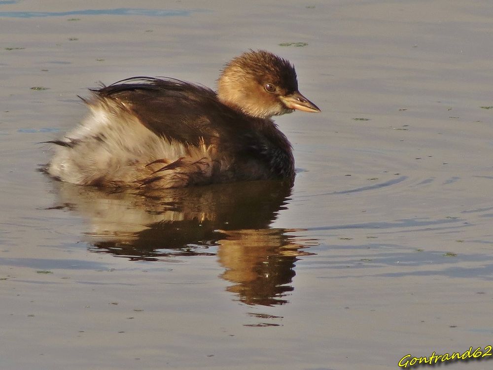 grebe castagneux