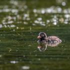 GREBE CASTAGNEUX