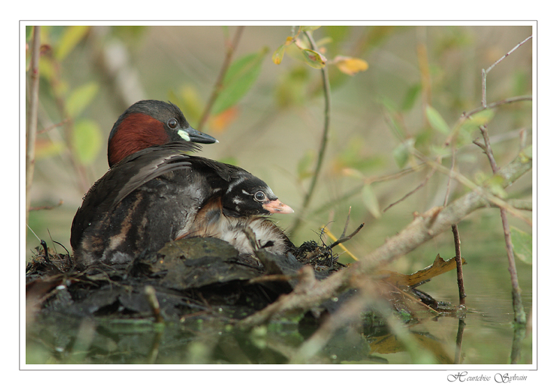 grebe castagneux