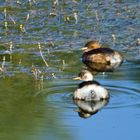 GREBE CASTAGNEUX, c'est pas la grosseur qui compte!