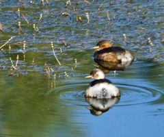 GREBE CASTAGNEUX, c'est pas la grosseur qui compte!