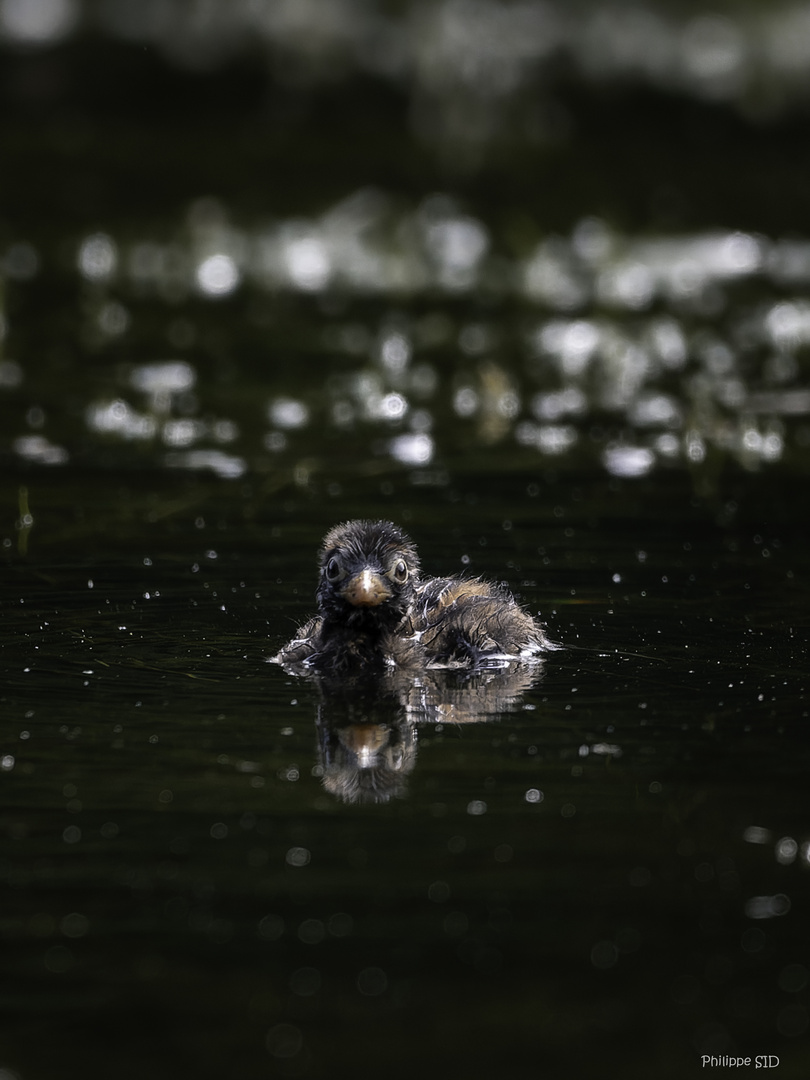 GREBE CASTAGNEUX_2