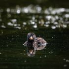 GREBE CASTAGNEUX_2