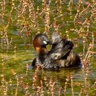 GREBE CATAGNEU