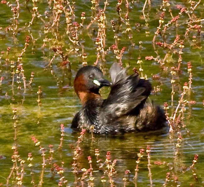 GREBE CATAGNEU