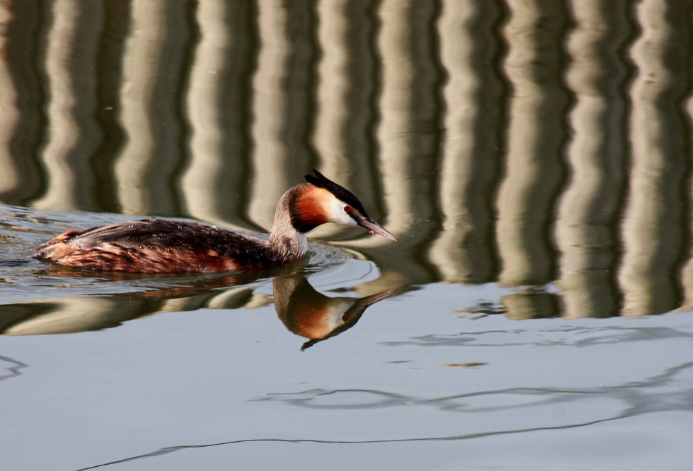 grebe