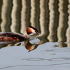 grebe