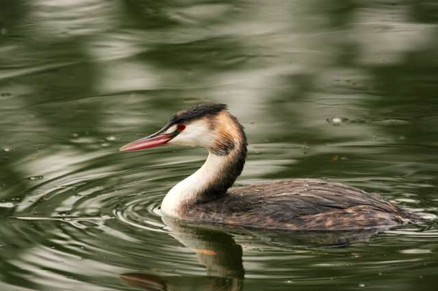 grebe