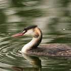 grebe