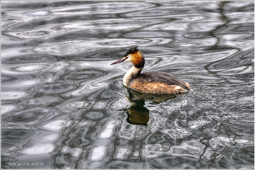 ....Grèbe et reflets....