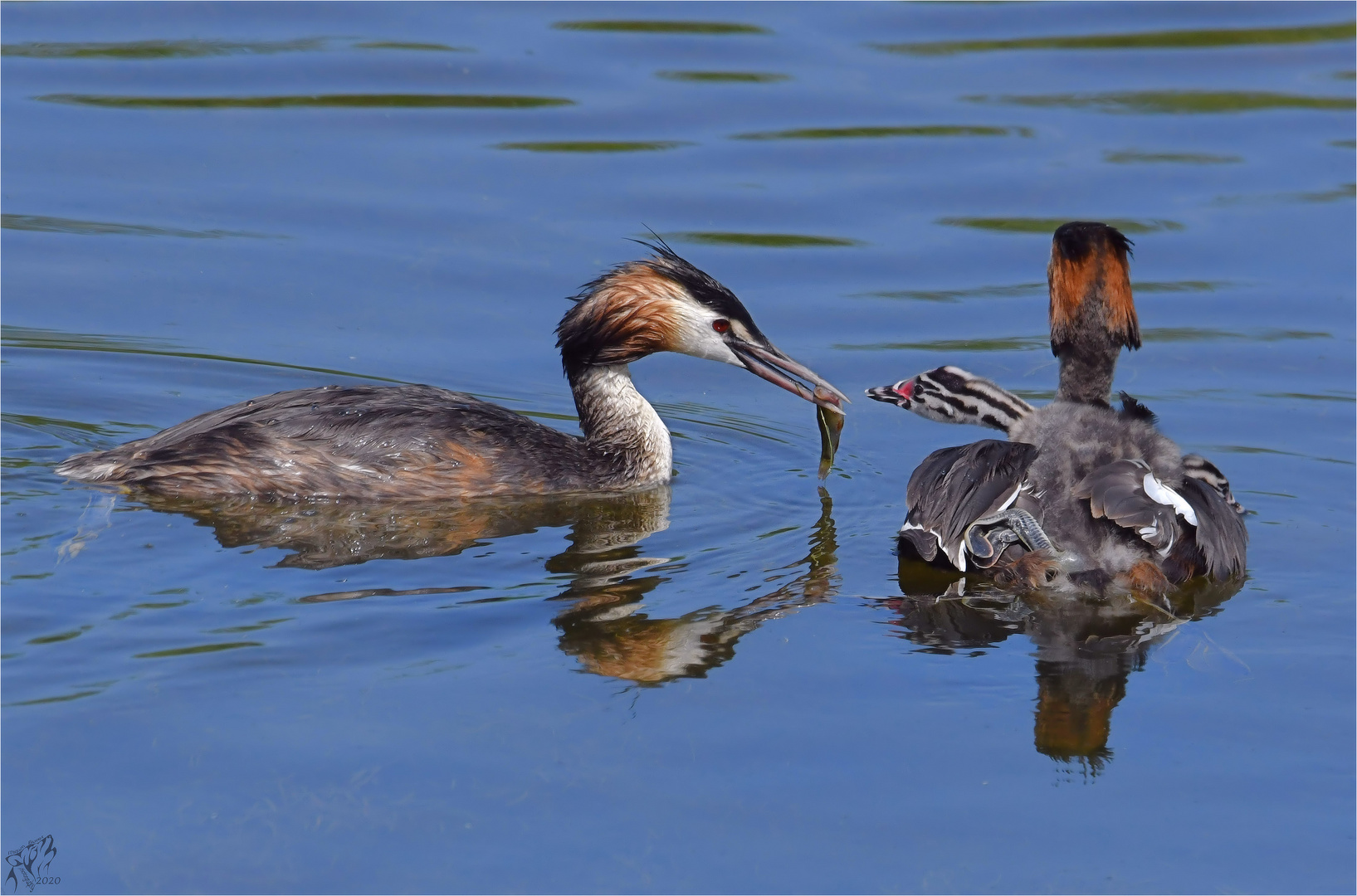 Grebe family ..