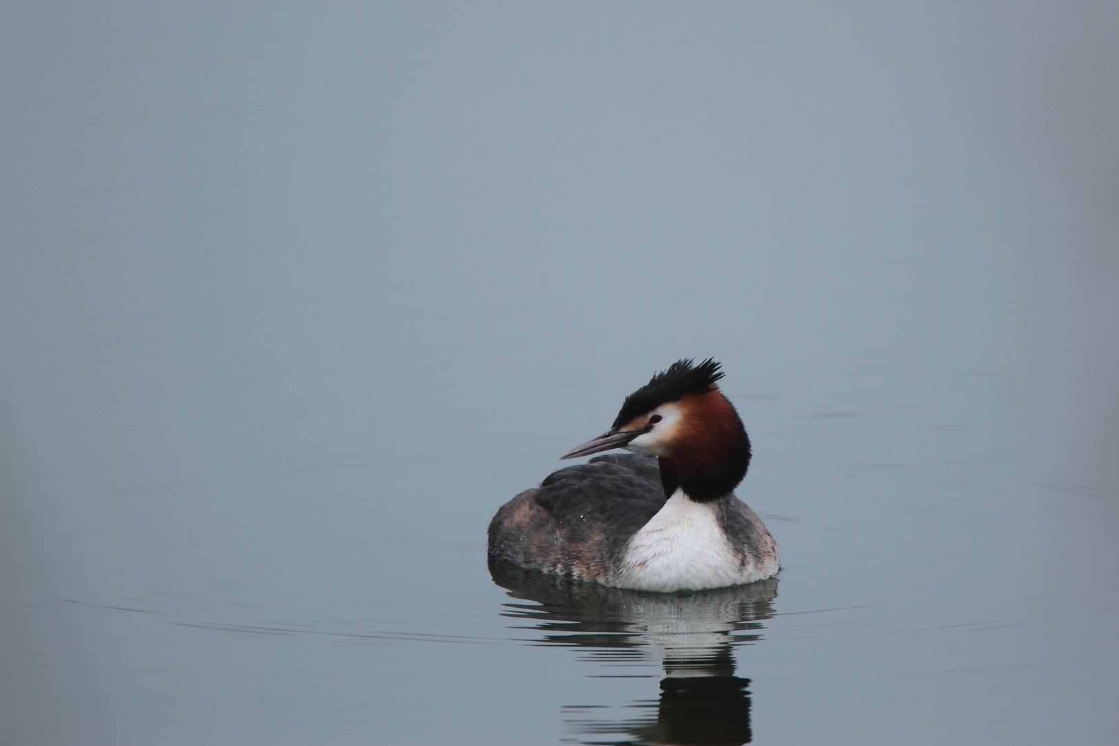 Grebe Huppé 1