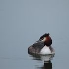 Grebe Huppé 1