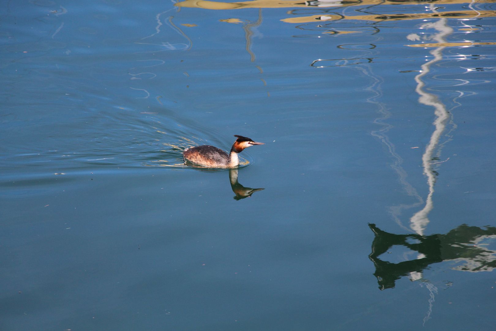 GREBE HUPPE