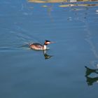 GREBE HUPPE