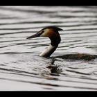 Grebe Huppé