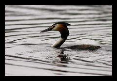 Grebe Huppé