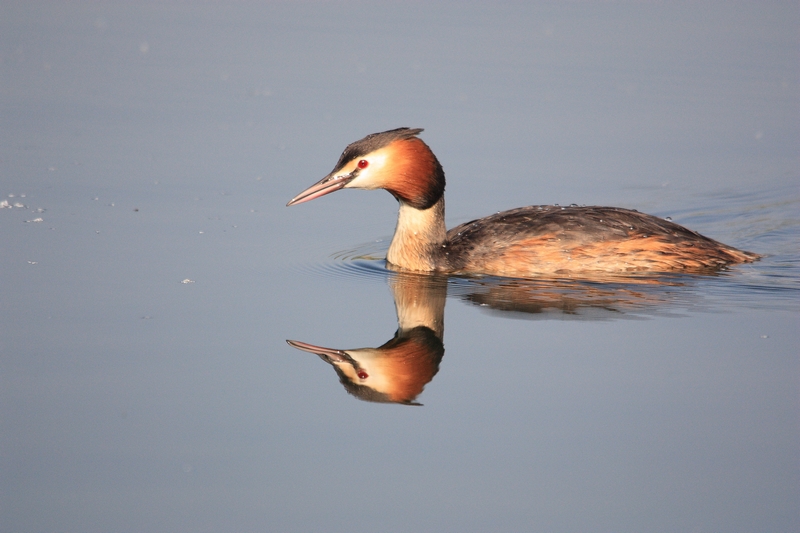 Grebe huppé