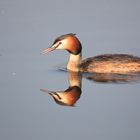 Grebe huppé