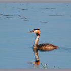 grebe huppé